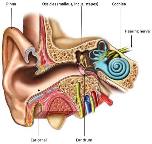 Ear Anatomy